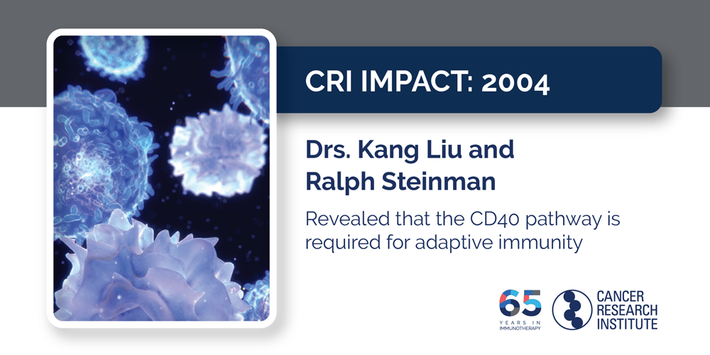 2004 Drs. Kang Liu and Ralph Steinman revealed that the CD40 pathway is required for adaptive immunity