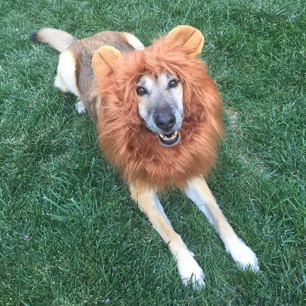 Bosch the Dog dressed as a lion