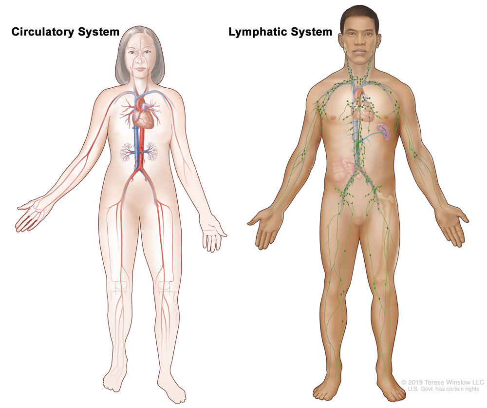 Diagram of Circulatory and Lymphatic System (c) Terese Winslow