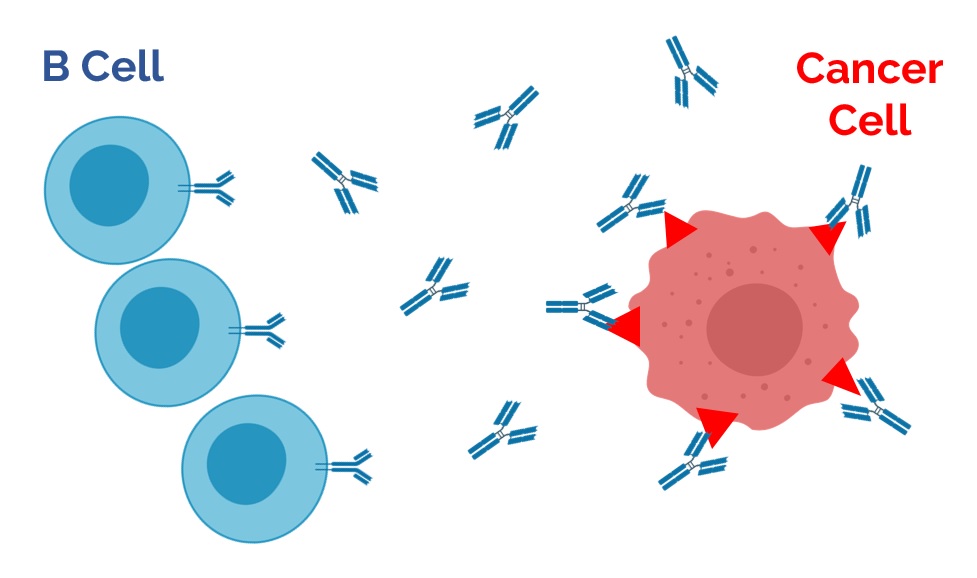 Antibodies connect B cells to cancer cells