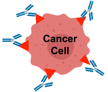 Cancer cell attacked by monoclonal antibodies