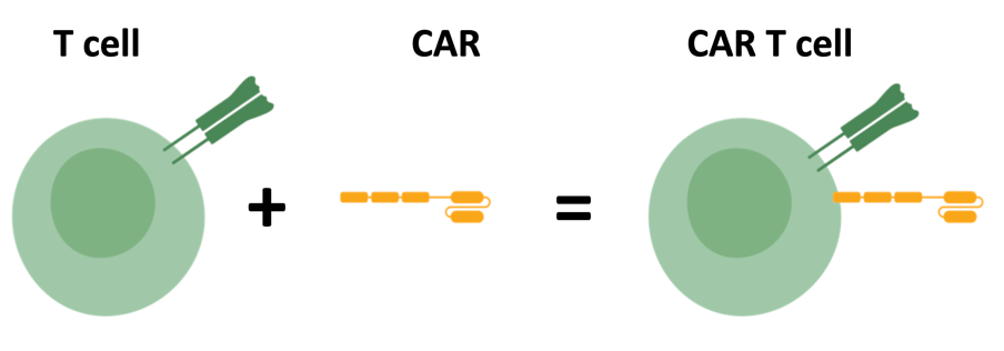 Illustration of a CAR attaching to a T Cell