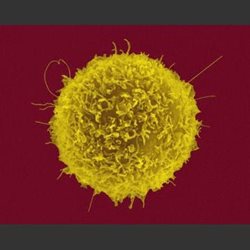 1995-new-discovery-on-human-T-lymphocytes.jpg