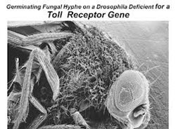 1996-Toll-receptors-in-Drosophila.jpg