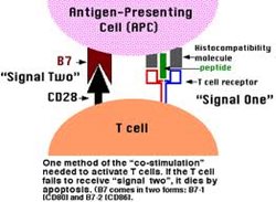 1989-T-cell-costimulation.jpg